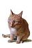   Katchen