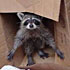   racoon