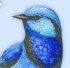   blue-bird